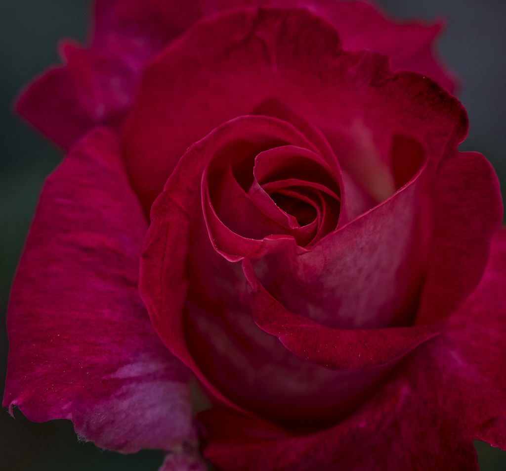  Rose by tonygig