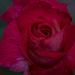 Rose by tonygig