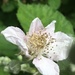 Blackberry Blossom by cataylor41