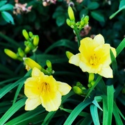 6th Jun 2018 - Yellow Daylilies