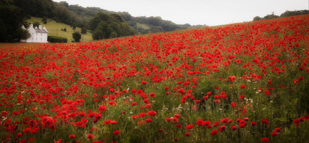 Poppy Panorama by fbailey