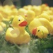2018-06-05 the rescued rubber ducks  by mona65
