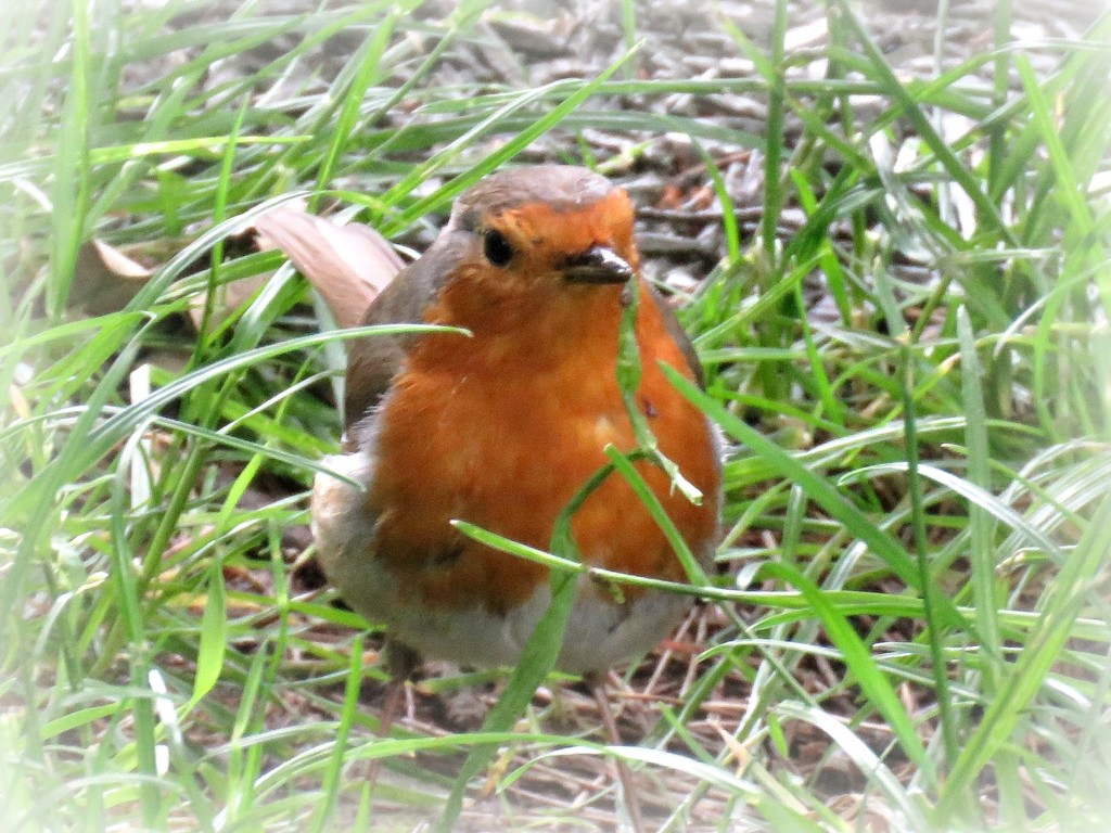 a robin at last by cruiser