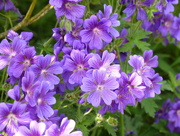 4th Jun 2018 - Ground Geraniums 