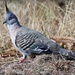  Crested Pigeon   by judithdeacon