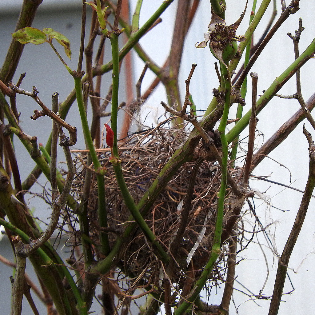 Protected nest by homeschoolmom