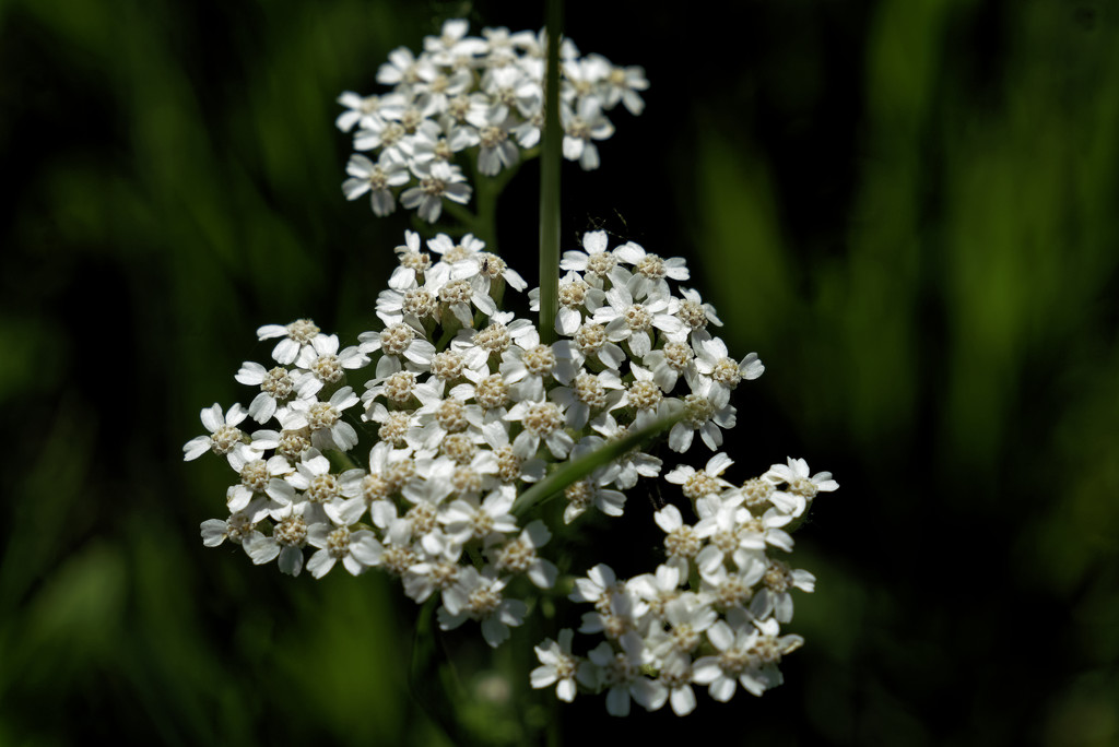 white wilkdflowers by rminer