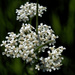 white wilkdflowers by rminer
