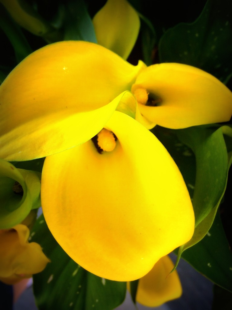 Yellow Calla Lily by homeschoolmom