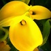 Yellow Calla Lily by homeschoolmom