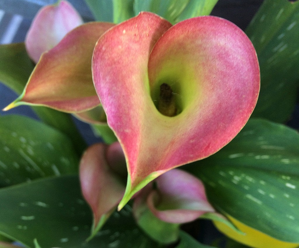 Pink Calla Lily by homeschoolmom