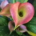 Pink Calla Lily by homeschoolmom