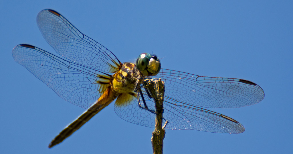 Looking Up to the Dragonfly! by rickster549