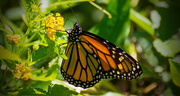 5th Jun 2018 - Monarch Butterfly!