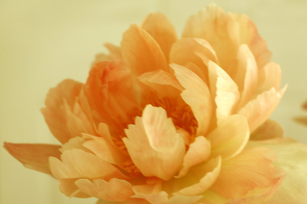 Beautiful Flower - edited by ingrid01