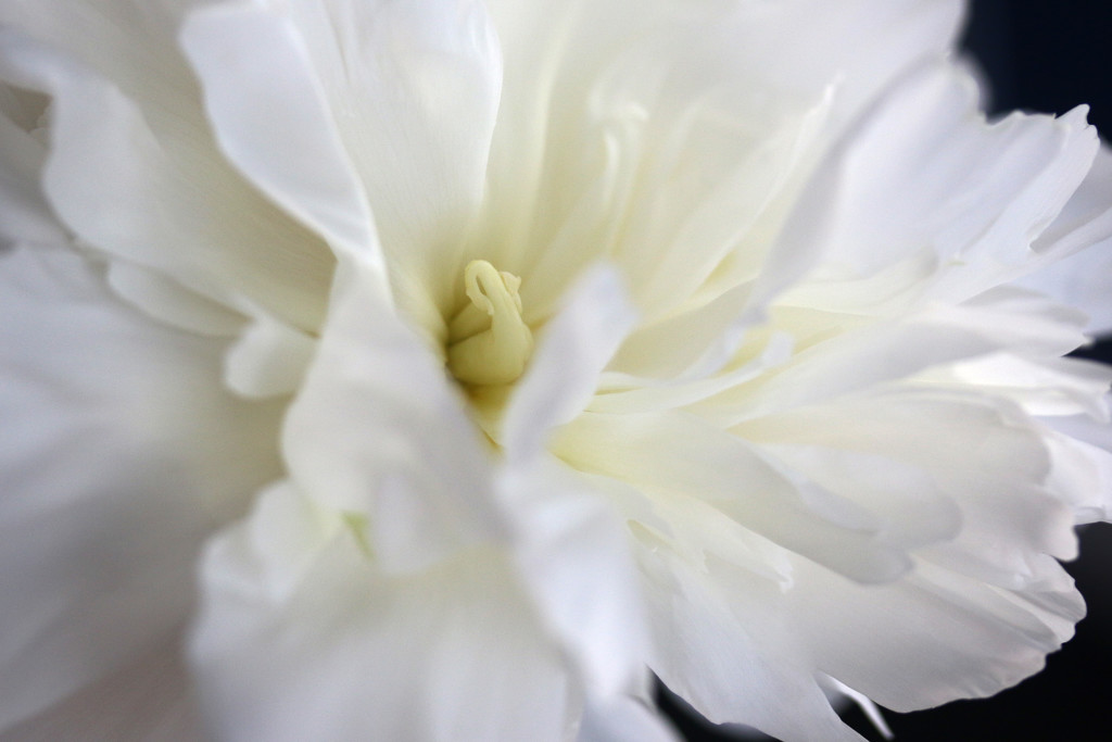 Beautiful Flower  by ingrid01