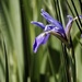 Wild iris by amyk