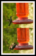 29th May 2018 - Hummingbird collage