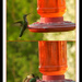 Hummingbird collage by mcsiegle