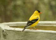 28th May 2018 - Goldfinch on bird bath