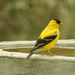 Goldfinch on bird bath by mcsiegle