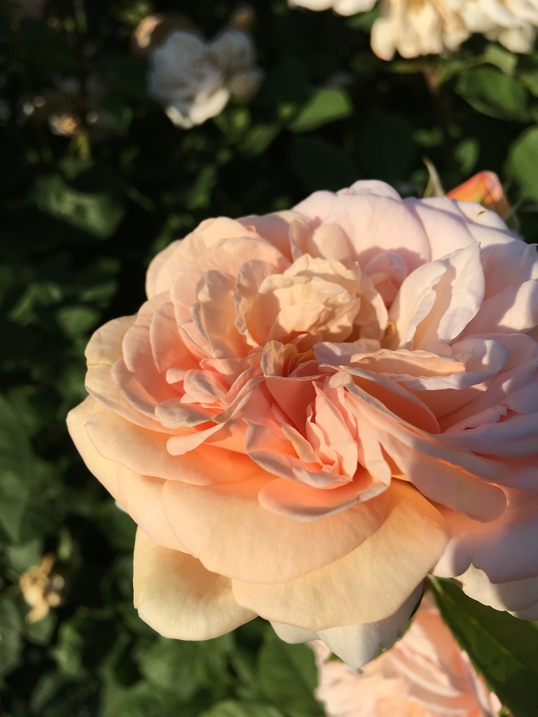 English rose by ninihi