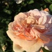 English rose by ninihi