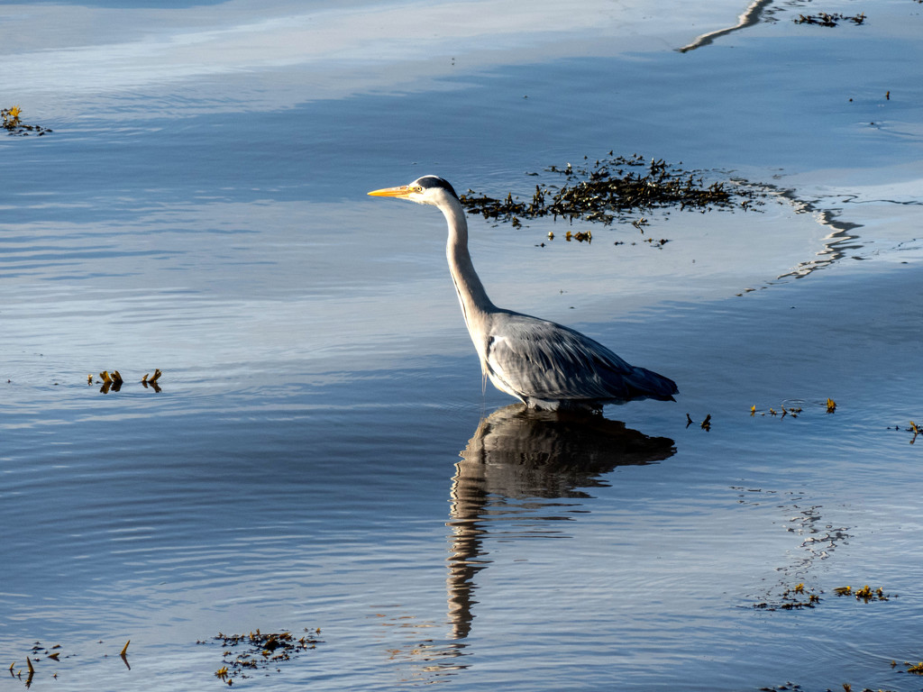 Heron by frequentframes