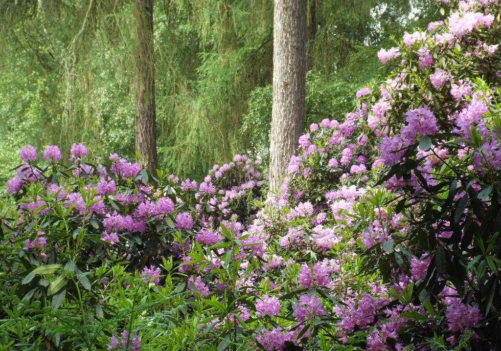 Woodland Rhododendrons by suzanne234