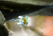 4th Jun 2018 - Same daisies different pov.....