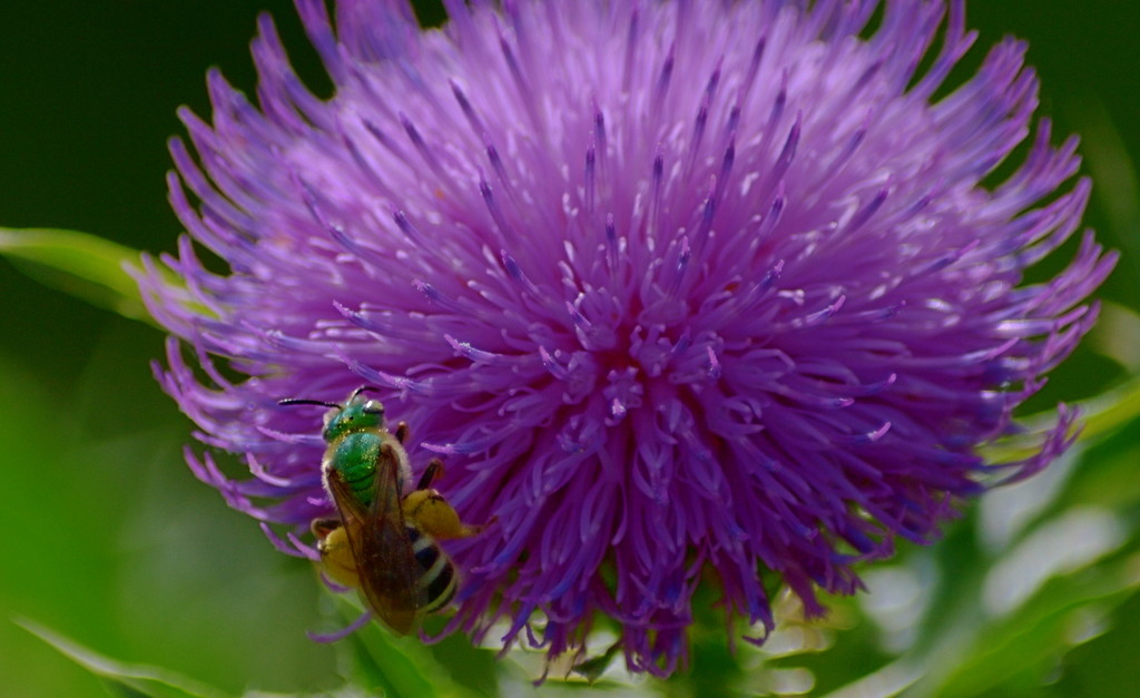green bee by francoise