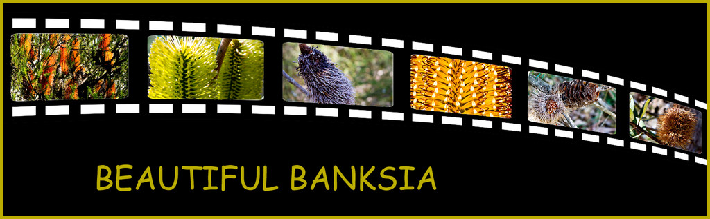 bushwalk7 - beautiful banksia by annied