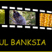 bushwalk7 - beautiful banksia by annied