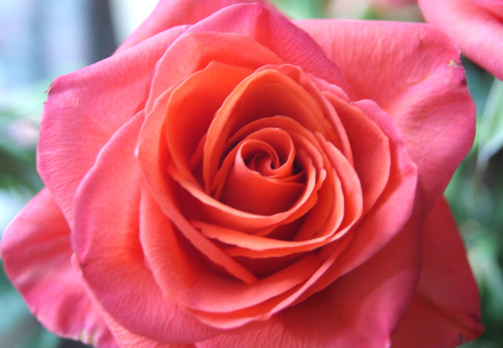 Rosie's Rose by filsie65