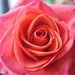 Rosie's Rose by filsie65