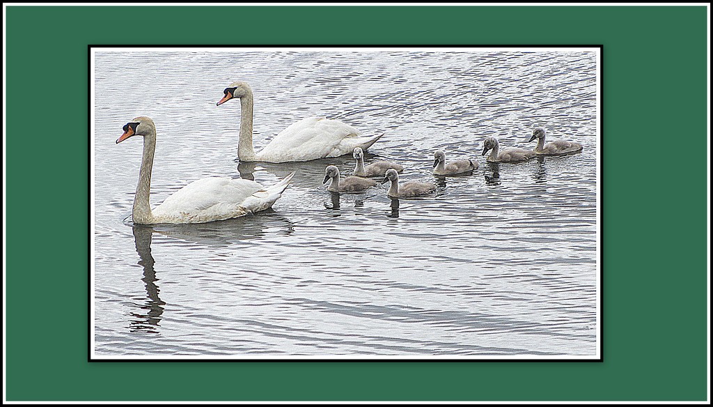 The swan family. by grace55
