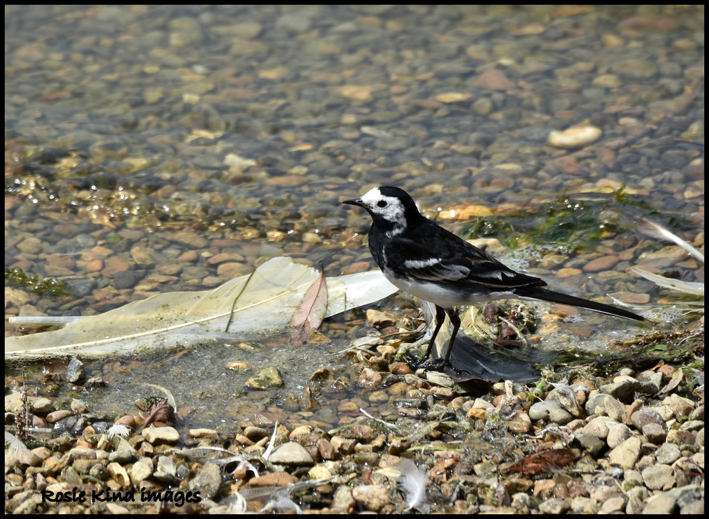 Pied wagtail at Ferry Meadows by rosiekind