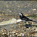 Pied wagtail at Ferry Meadows by rosiekind