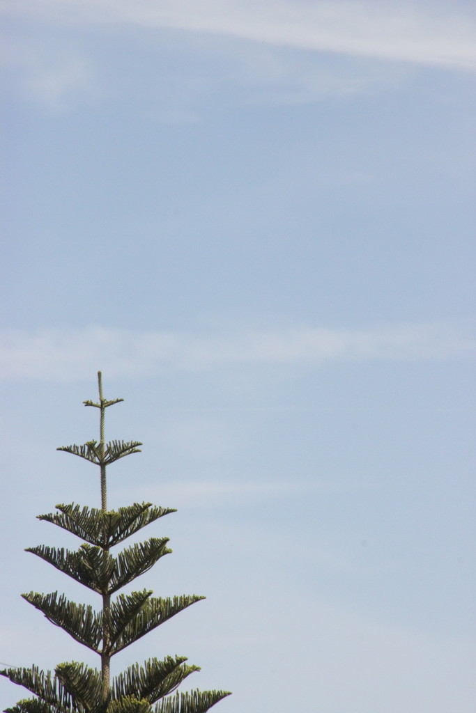Pine tree by belucha