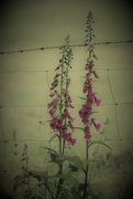 6th Jun 2018 - Fence And Foxgloves