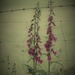 Fence And Foxgloves by motherjane