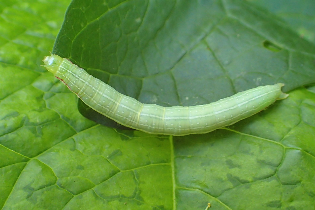 Armyworm Caterpillar by cjwhite
