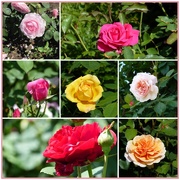 6th Jun 2018 - Rose Gardens