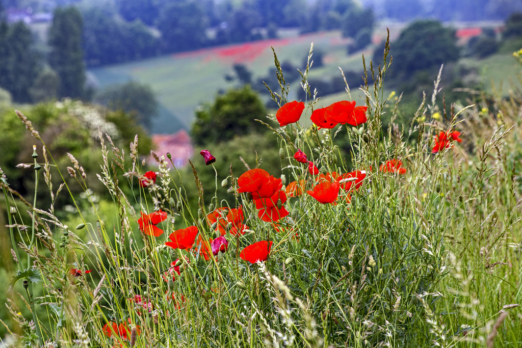 Poppies - Near and Far by megpicatilly