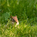 chipmunk in the grass by jernst1779
