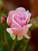 6th Jun 2018 - A gorgeous rose