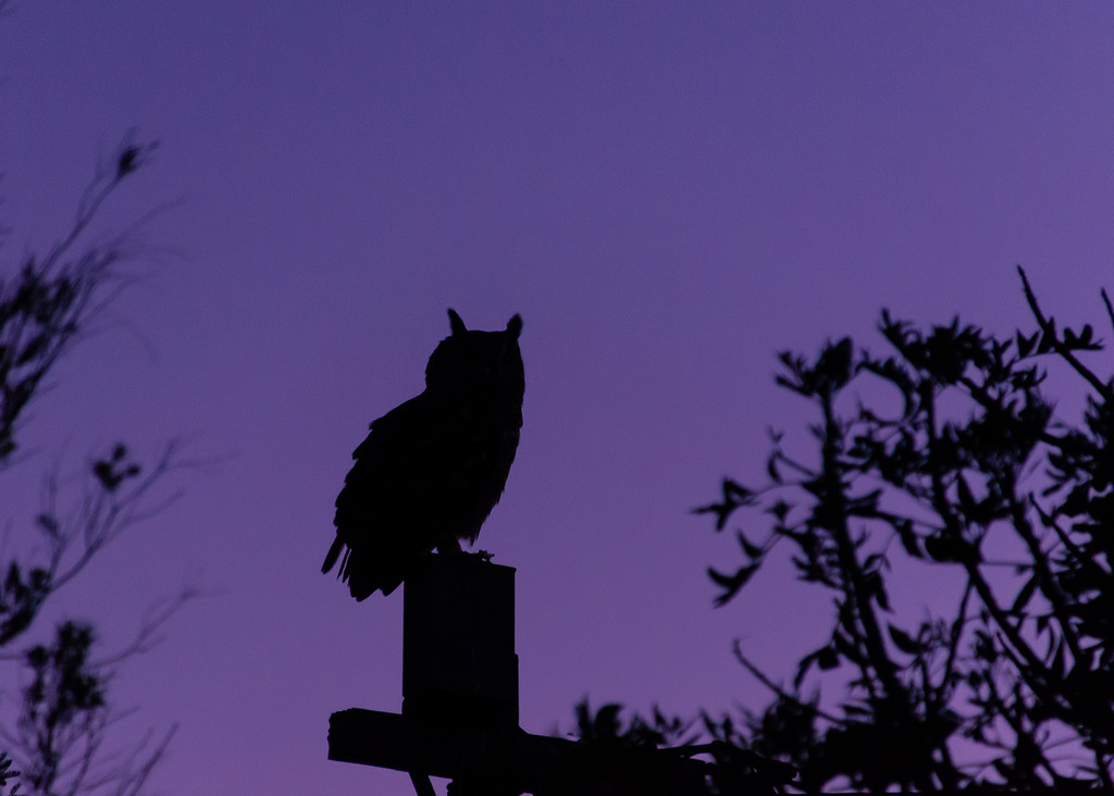 Owl at Sunrise by salza