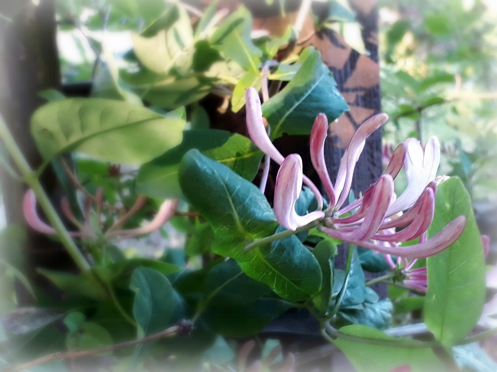 light playing on honeysuckle by sarah19
