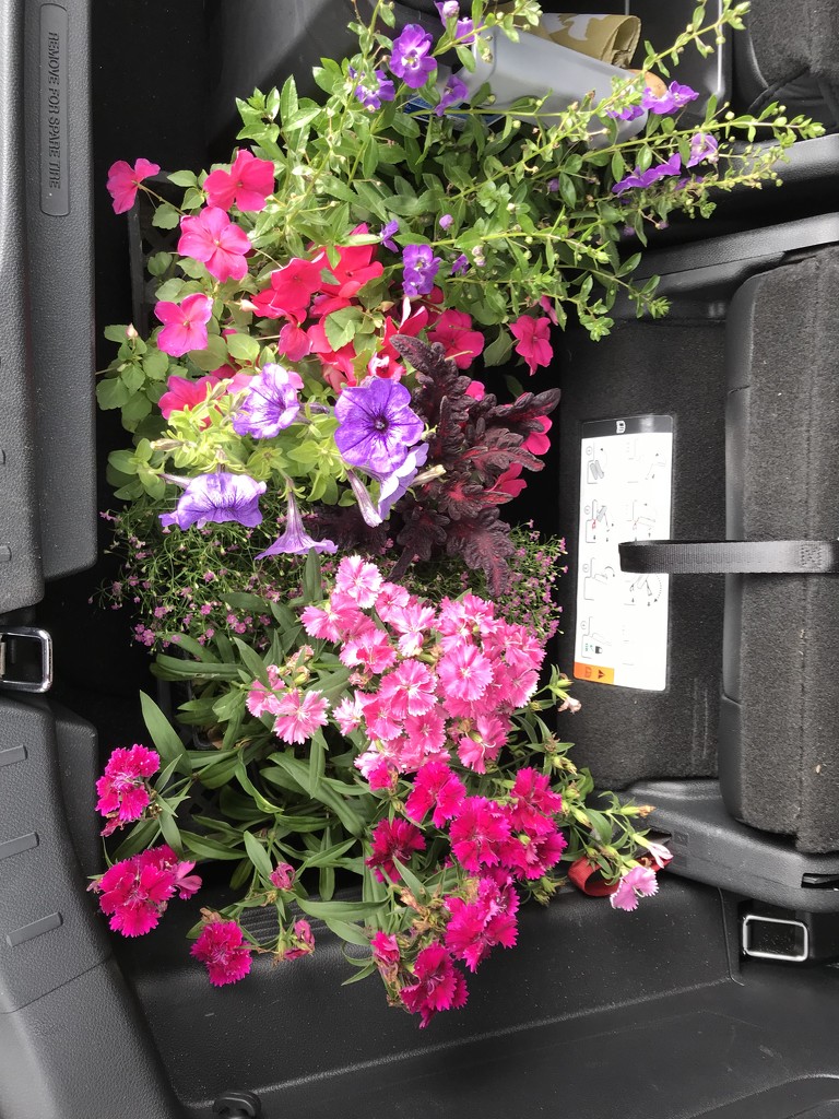 Flowers in my trunk by beckyk365