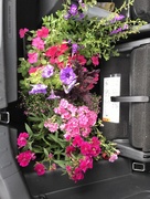 5th Jun 2018 - Flowers in my trunk
